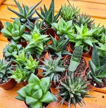 Aloes Aloe Sukulenty ZESTAW 5 sztuk Piękne
