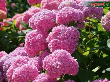 AGRECOL HORTIFOSKA КОНДИЦИОНЕР УДОБРЕНИЕ ДЛЯ РОДОДРОНОВ, ГИДРЕНЧИКОВ, АЗАЛИЙ, УТЕПЛИТЕЛЕЙ