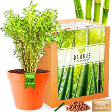 Zestaw do uprawy roślin Bambus Mrozoodporny nasiona -20*C