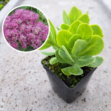 Седум Spectacular Pink Brillant Sedum Spectabile Многолетние растения