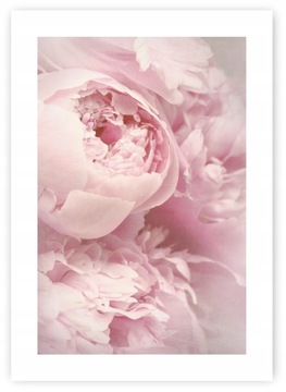PIWONIE PEONIE KWIATY plakat B2 50x70cm #122