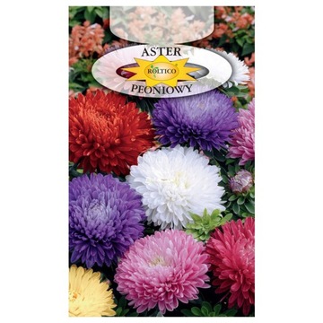 ASTER PEONIOWY MIX KOLORÓW DUŻE KWIATY NASIONA ROŚLIN OZDOBNYCH
