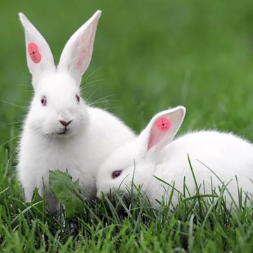для серег Сельскохозяйственная продукция