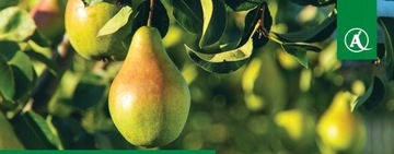 Агросар 360 SL 5 л общий глифосат для борьбы с сорняками пырея