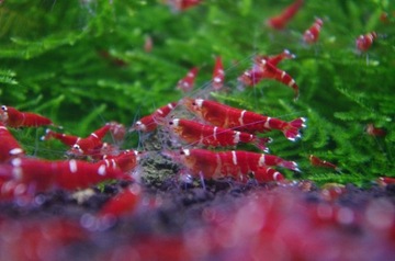 Креветки Super Crystal Red One Stripe 10 шт + 2 гр