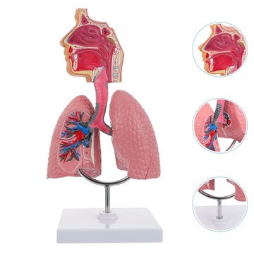 Модель дыхательной системы Медицинский манекен Легкие