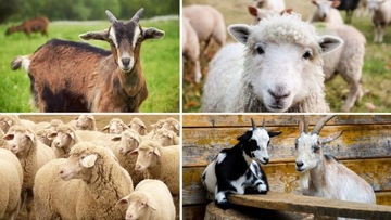 Farmer Feed Goat Sheep-Полноценный корм 25кг