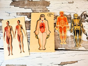 Человеческое тело, деревянный пазл, 4 слоя, анатомия.