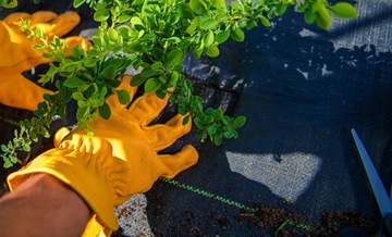 Агротканина агротекстиль от сорняков 70г черный мат 0,8х50м УФ 3% сильные якоря