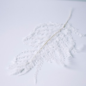 Paproć stabilizowana Lace biała suszone kwiaty