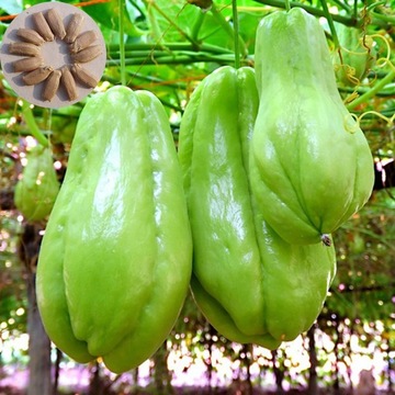 50Pcs/Bag Chayote Seeds Edible Good Harvest Fresh Excellent