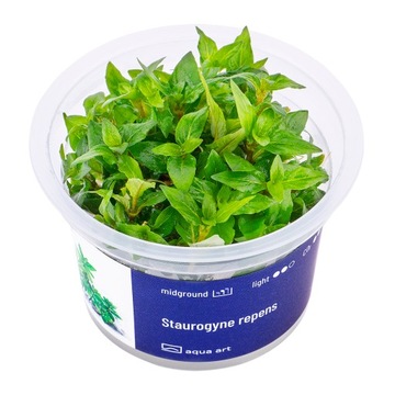 Staurogyne Repens - Roślina in vitro - kubek 6cm