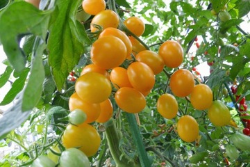 50x TYCZKA DO ROŚLIN PODPORA 90cm TYCZKI PALIK POMIDORÓW POWLEKANA STAL