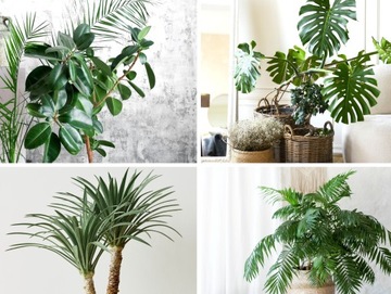 NAWÓZ DO ROŚLIN ZIELONYCH DOMOWYCH ZAMIOKULKAS MONSTERA FIKUS SANSEVIERIA