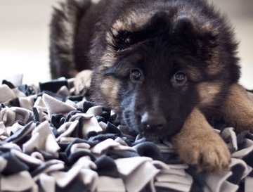 Нюхательный коврик для собак и кошек (разные цвета), развивающая игрушка для лакомств.