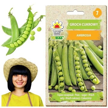 GROSZEK CUKROWY GROCH AMBROSIA WCZESNY NASIONA GROCHU GROSZKU PLENNY 50G