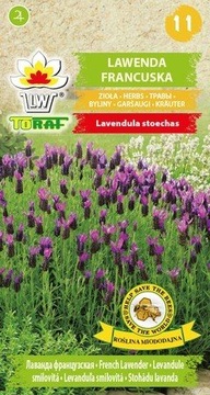 LAWENDA francuska wieloletnia pachnąca 0,1g