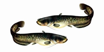 НАКЛЕЙКА РЫБА СОМ ДЛЯ АВТОМОБИЛЬНОЙ ЛОДКИ 40 см + БЕСПЛАТНО