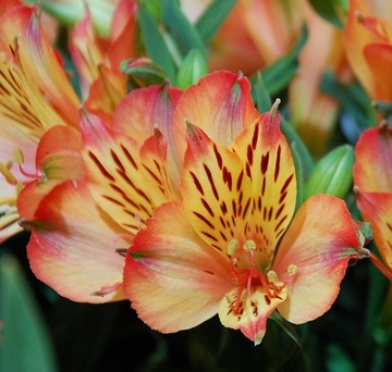 Alstromeria Inticancha Bryce Alstroemeria