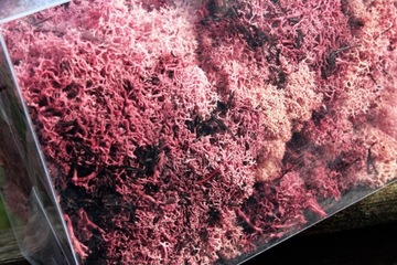 800Г БОРДОВЫЙ ЭКО МОХ, МЯГКИЙ, ПРОЧНЫЙ