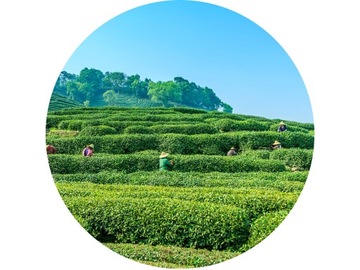 Herbata oolong ORANGE 50g