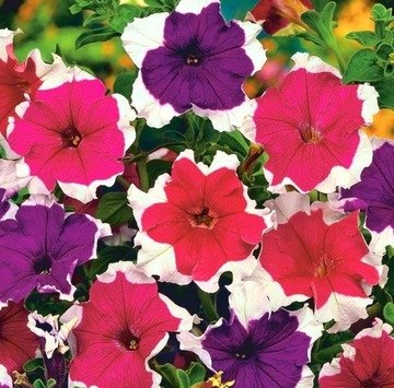 Petunia zwisająca mix 0,01g BIAŁOBRZEGA