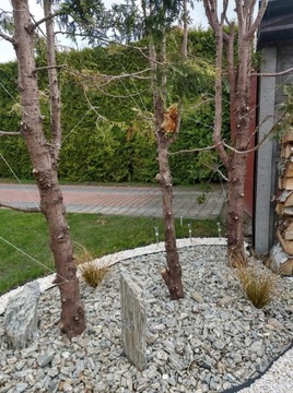 КАМЕННАЯ КОРА 32-64 1000 кг гнейс ОПТОМ БЕСПЛАТНО