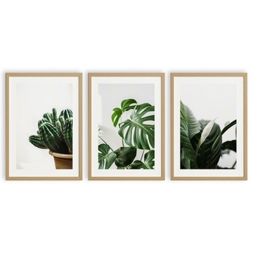 PLAKAT OBRAZ A4 NOWOCZESNY ZESTAW MONSTERA SERIA