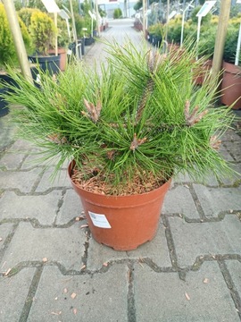 Pinus Densiflora Low Glow - Sosna C5