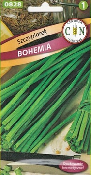 Szczypiorek Bohemia pyszny soczysty cienki wielokrotny zbiór wieloletni