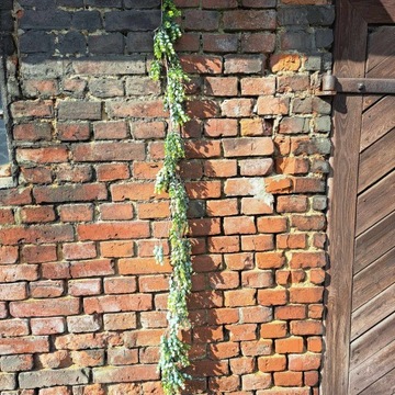 гирлянда самшит эвкалиптовое украшение 170 см весеннее пасхальное украшение