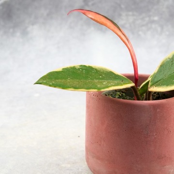 Бетонное покрытие Ø6см от польского производства С ПОСВЯЩЕНИЕМ В ПОДАРОК ​​Красное