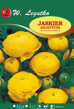 Ranunculus Jaskier azjatycki żółty 10szt /L57