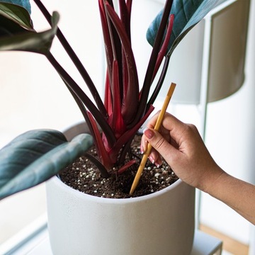 Шарики для полива растений, зеленые прозрачные цветочные горшки, 400 мл, 4 шт.