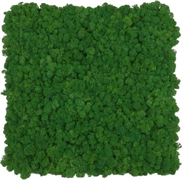 Panel z chrobotka Ciemnozielonego Leśnego 50x50cm