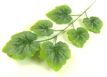 Liść omszały Gałązka GREEN GERANIUM