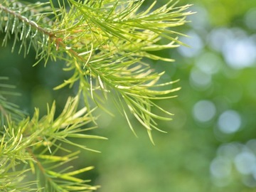 Vertty Tea Tree Vegan очищающая пенка