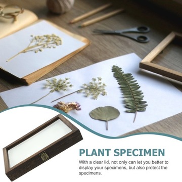 Ящик для образцов насекомых Витрина Szpilka Жук
