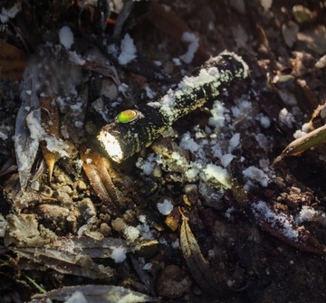 МОЩНЫЙ АККУМУЛЯТОРНЫЙ ФОНАРЬ ДЛЯ КЕМПИНГА PARTNER C2 1100 ЛМ ХОЛОДНОГО ЦВЕТА USB