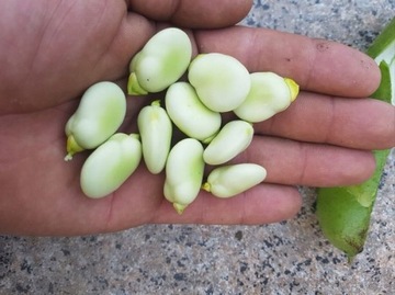 1KG NASIONA BOBU BÓB BACHUS BIAŁY PLENNY ZIARNA
