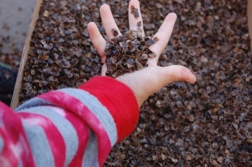 ПОДУШКА ГРЕЧНЕВАЯ, СЕРТИФИКАТ ПЖ, ХЛОПОК 100%, 40х50 см