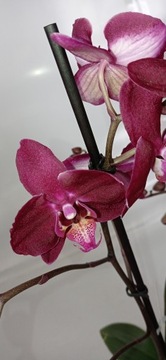 PHALENOPSIS storczyk 3