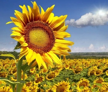 МАССАЖНЫЙ ЧАЙ ОЛИВКА И ЛЮБОВЬ БЕЛЫЙ ЧАЙ ПОДСОЛНЕЧНОЕ МАСЛО 5 л