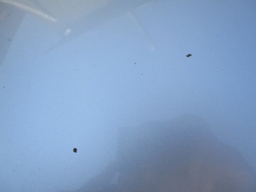 MASKA POKRYWA SILNIKA SEAT TOLEDO IV 4 12-14 LA7W