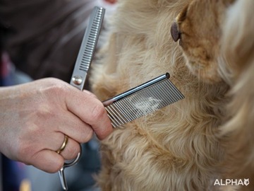Profesjonalna Maszynka Do Strzyżenia Psów - Cichy Trymer Dla Psa 9w1 Alpha