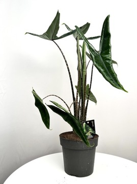 Alocasia Tigrini |Zebrina| Alokazja o paskowanych łodygach