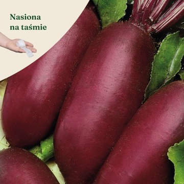 Burak ćwikłowy Opolski taśma 6m Czerwony - Nasiona - W. Legutko