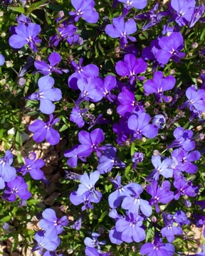 LOBELIA PRZYLĄDKOWA FIOLETOWA NASIONA KWIATÓW