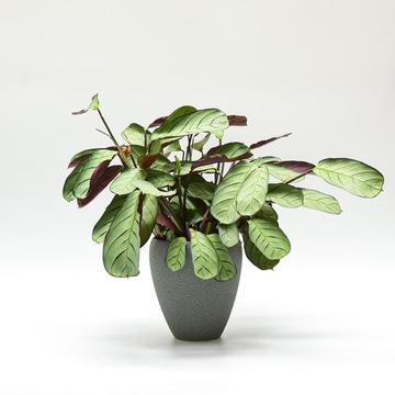 Osłonka Ceramiczna Lizard