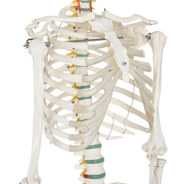 МОДЕЛЬ 501 SKELETON SKELETON 181,5 см FV В РАССРОЧКУ